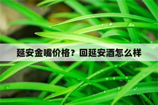 延安金嘴价格？回延安酒怎么样