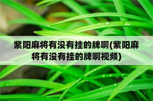 紫阳麻将有没有挂的牌啊(紫阳麻将有没有挂的牌啊视频)