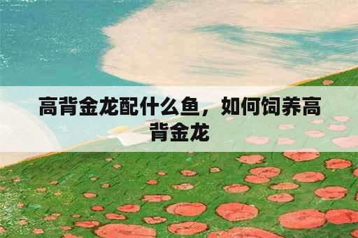 高背金龙配什么鱼，如何饲养高背金龙