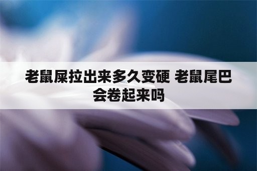 老鼠屎拉出来多久变硬 老鼠尾巴会卷起来吗