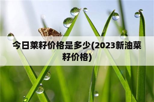 今日莱籽价格是多少(2023新油菜籽价格)