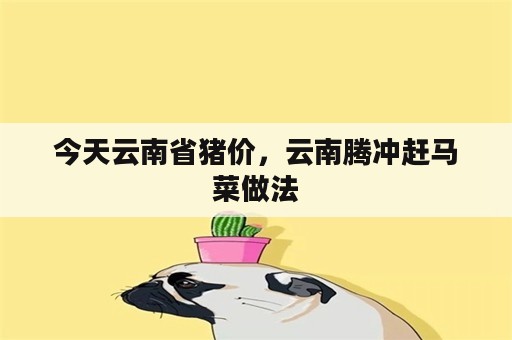 今天云南省猪价，云南腾冲赶马菜做法